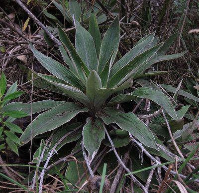 Celmisia hookeri, photographed by John Steel
