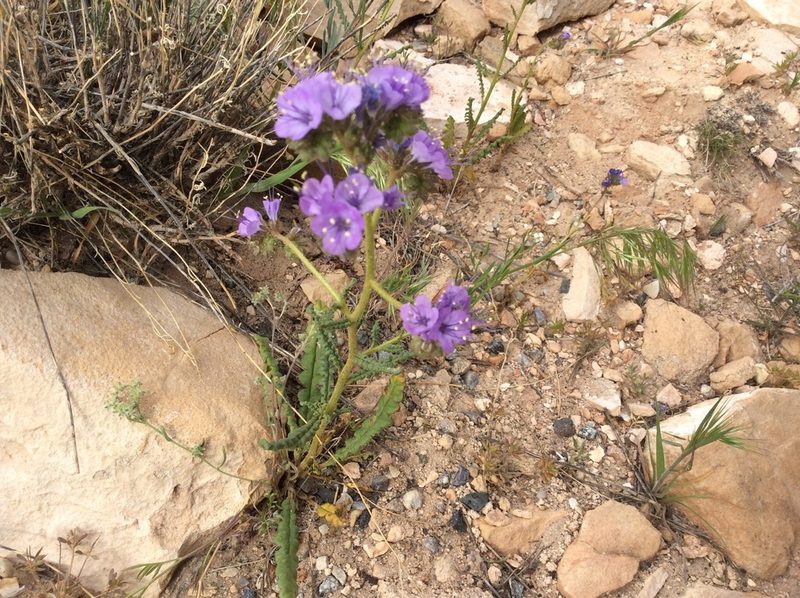 Phacelia corrugata, photographed by brunsonm