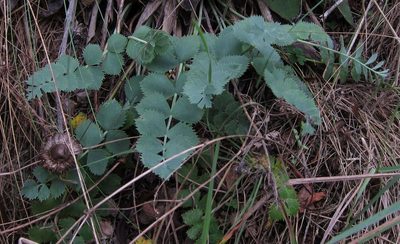 Gingidia grisea, photographed by John Steel