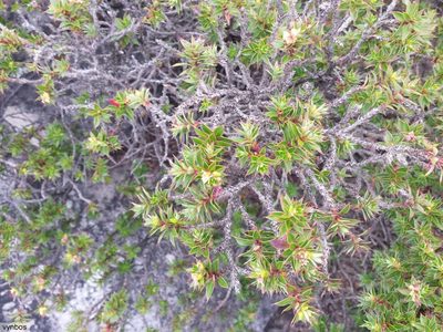 Cliffortia theodori-friesii, photographed by Chris Vynbos