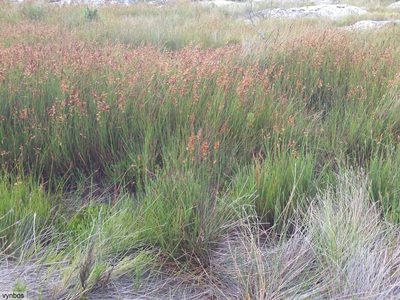 Platycaulos major, photographed by Chris Vynbos
