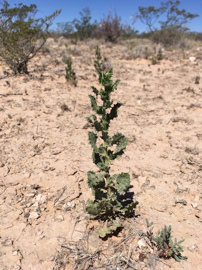 Xanthisma viscidum, photographed by Cecelia Alexander