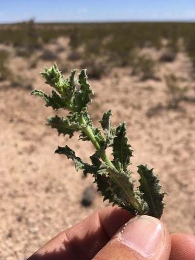 Xanthisma viscidum, photographed by Cecelia Alexander