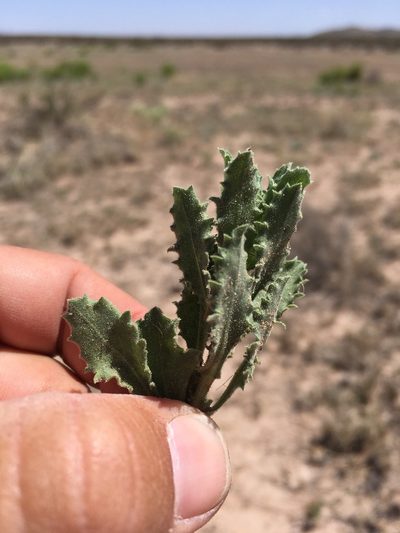 Xanthisma viscidum, photographed by Cecelia Alexander