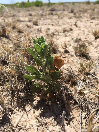 Xanthisma viscidum, photographed by Cecelia Alexander