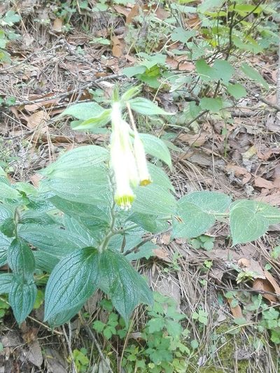 Lithospermum viride, photographed by Cinthia Peralta Glez