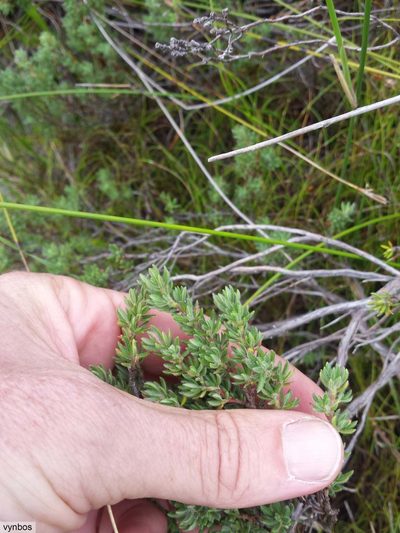 Cliffortia eriocephalina, photographed by Chris Vynbos