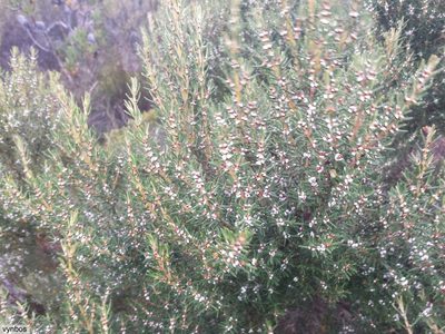 Grubbia rosmarinifolia, photographed by Chris Vynbos