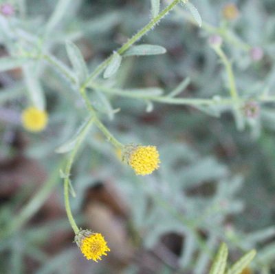 Erigeron petrophilus, photographed by Scott Loarie