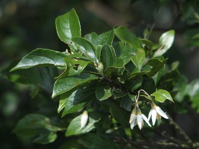 Styrax formosanus, photographed by Jerome Ko