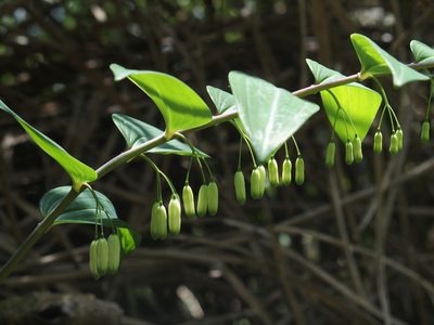 Polygonatum arisanense, photographed by Jerome Ko