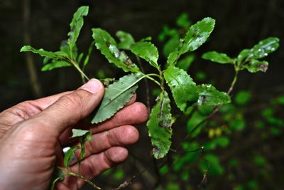 Brachyglottis perdicioides, photographed by Jon Sullivan