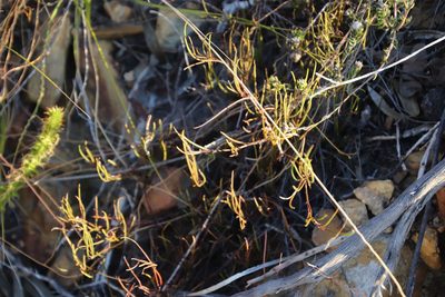 Centella macrocarpa, photographed by Tony Rebelo