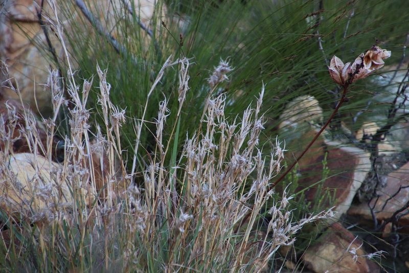 Cymbopogon marginatus, photographed by Tony Rebelo