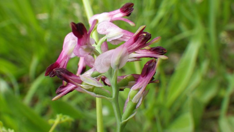 Fumaria purpurea, photographed by Ben Deed