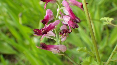 Fumaria purpurea, photographed by Ben Deed