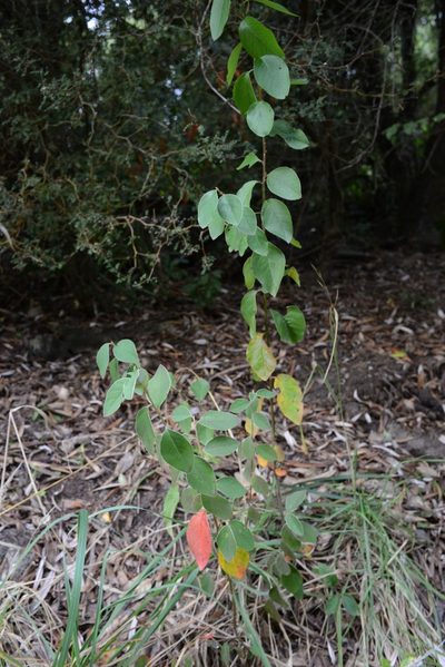 Cotoneaster frigidus, photographed by Jon Sullivan