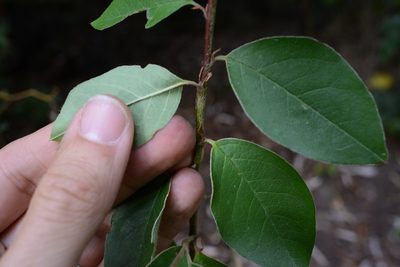 Cotoneaster frigidus, photographed by Jon Sullivan