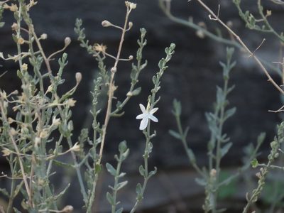 Teucrium racemosum, photographed by coenobita