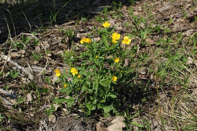 Ranunculus fallax, photographed by Dmitriy Bochkov