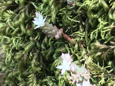 Sedum potosinum, photographed by Adriana Nelly Correa Sandoval
