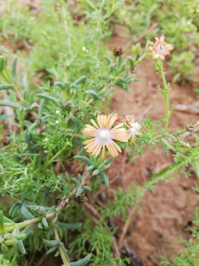 Delosperma fredericii, photographed by Christiaan Viljoen