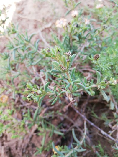 Delosperma fredericii, photographed by Christiaan Viljoen