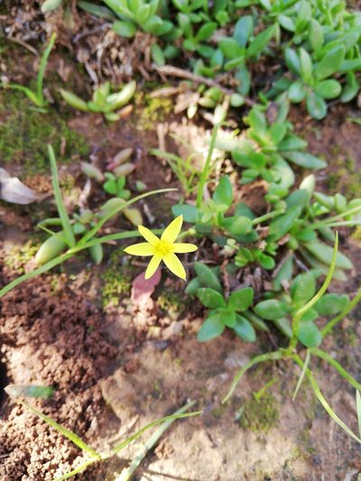 Empodium gloriosum, photographed by Christiaan Viljoen