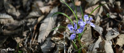 Iris rossii, photographed by Kim, Hyun-tae