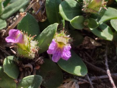 Blepharis integrifolia, photographed by kevin koen