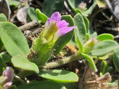 Blepharis integrifolia, photographed by kevin koen