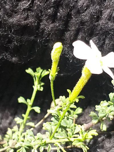 Jamesbrittenia argentea, photographed by kevin koen