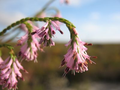 Erica innovans, photographed by Michael D. Pirie