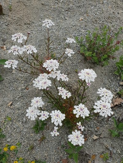 Iberis simplex, photographed by Алена Ручка