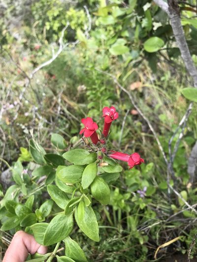 Gambelia speciosa, photographed by Sula Vanderplank