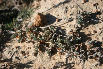 Lampranthus sociorum, photographed by Jacques van der Merwe