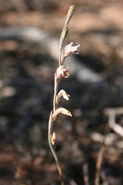 Gladiolus jonquilodorus, photographed by Jacques van der Merwe