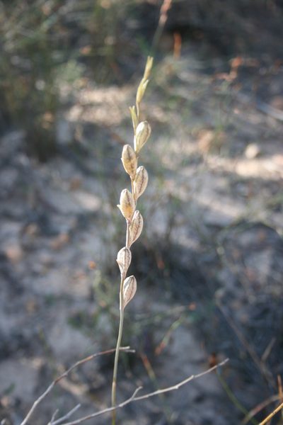 Gladiolus jonquilodorus, photographed by Jacques van der Merwe