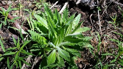 Cirsium parryi, photographed by Craig Martin