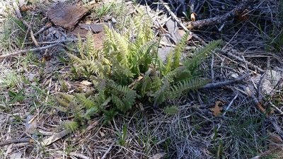 Pedicularis procera, photographed by Craig Martin