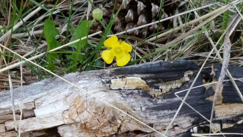 Ranunculus cardiophyllus, photographed by Craig Martin