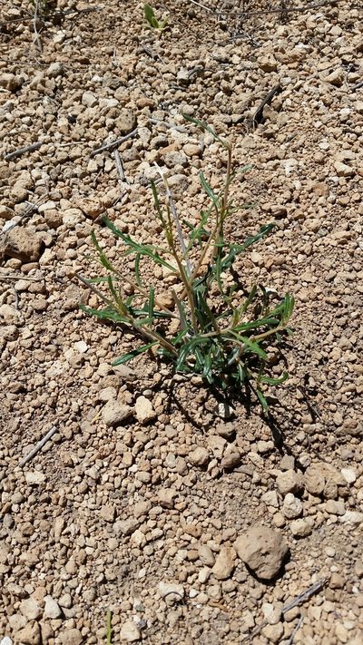 Mentzelia springeri, photographed by Craig Martin