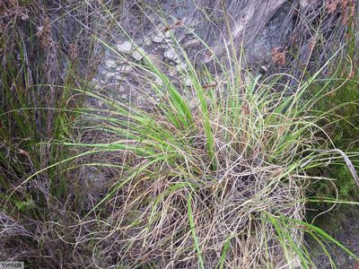 Pentameris curvifolia, photographed by Chris Vynbos