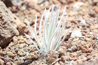 Argyroxiphium sandwicense, photographed by caseyzill
