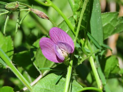 Vicia peregrina, photographed by Emanuele Santarelli