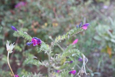 Echium tuberculatum, photographed by Scott Loarie