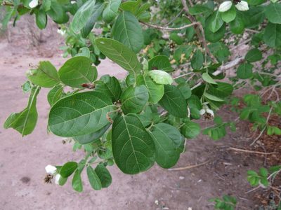 Combretum obovatum, photographed by Adam Kranz