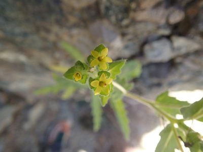 Mentzelia micrantha, photographed by Erica Krimmel