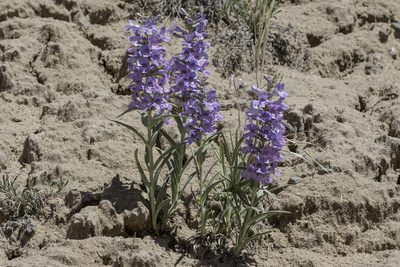 Penstemon angustifolius, photographed by Craig Martin
