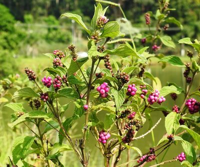 Lantana trifolia, photographed by Pedro Henrique Maloso Ramos
